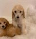 Standard Poodle Puppies for sale in Mesa, AZ, USA. price: $500