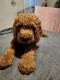 Standard Poodle Puppies for sale in Gibsonton, FL 33534, USA. price: $1,500