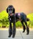 Standard Poodle Puppies for sale in Modesto, CA, USA. price: $1,500