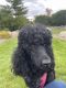 Standard Poodle Puppies for sale in Traverse City, MI, USA. price: $1,000