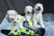 Standard Poodle Puppies for sale in Lansing, MI, USA. price: $400