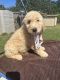 Standard Poodle Puppies for sale in Tulsa, OK, USA. price: $800