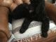 Standard Poodle Puppies for sale in Wilmington, MA, USA. price: $550