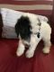 Standard Poodle Puppies for sale in Newcomerstown, OH 43832, USA. price: $300