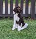 Standard Poodle Puppies for sale in Wellsburg, WV 26070, USA. price: $1,100