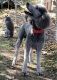 Standard Poodle Puppies for sale in Dallas, TX, USA. price: $800