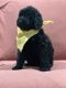 Standard Poodle Puppies for sale in Salinas, CA 93906, USA. price: NA