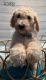 Standard Poodle Puppies for sale in 6820 Wayside Ct, Tampa, FL 33634, USA. price: $1,000