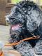 Standard Poodle Puppies for sale in Canton, GA 30114, USA. price: $600