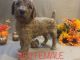 Standard Poodle Puppies for sale in 3740 Crittendon St, North Port, FL 34286, USA. price: $1,500