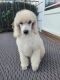 Standard Poodle Puppies for sale in Duryea, PA, USA. price: $120,000