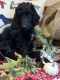 Standard Poodle Puppies for sale in Belle Fourche, SD 57717, USA. price: $900