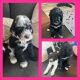 Standard Poodle Puppies for sale in Gilbert, AZ, USA. price: $1,800