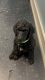 Standard Poodle Puppies for sale in Iva, SC 29655, USA. price: $2,500