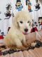 Standard Poodle Puppies for sale in Tucson, AZ, USA. price: $400