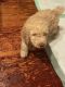 Standard Poodle Puppies for sale in Charleston, SC, USA. price: $1,200