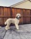 Standard Poodle Puppies for sale in Hollister, CA 95023, USA. price: $950