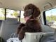 Standard Poodle Puppies for sale in St. Augustine, FL, USA. price: $1,800