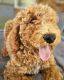 Standard Poodle Puppies for sale in Dubbo NSW 2830, Australia. price: $2,000