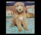 Standard Poodle Puppies for sale in Crestline, OH, USA. price: $600