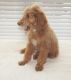Standard Poodle Puppies for sale in Crestline, OH, USA. price: $800