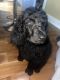 Standard Poodle Puppies for sale in Hollywood, AL 35752, USA. price: $500