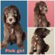 Standard Poodle Puppies for sale in Sun City, AZ, USA. price: $1,500