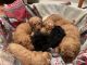 Standard Poodle Puppies for sale in Pascagoula, MS, USA. price: $1,200
