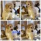 Standard Poodle Puppies for sale in Sun City, AZ 85379, USA. price: $1,400