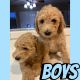 Standard Poodle Puppies for sale in Hemet, CA, USA. price: $700