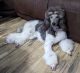 Standard Poodle Puppies for sale in White Plains, KY 42464, USA. price: $800