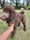 Standard Poodle Puppies for sale in Brandon, Florida. price: NA