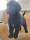 Standard Poodle Puppies for sale in Myrtle Beach, SC, USA. price: $350