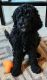 Standard Poodle Puppies for sale in West Des Moines, IA, USA. price: NA