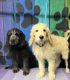 Standard Poodle Puppies for sale in Sun City, AZ, USA. price: $500