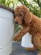 Standard Poodle Puppies for sale in Naples, Florida. price: $2,300