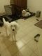 Standard Poodle Puppies for sale in Fort Worth, Texas. price: NA