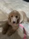 Standard Poodle Puppies for sale in Jacksonville, Florida. price: $1,000