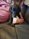 Standard Poodle Puppies for sale in Thornton, Colorado. price: $250
