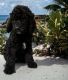 Standard Poodle Puppies for sale in Spring Hill, FL, USA. price: $750