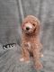 Standard Poodle Puppies for sale in Hemet, California. price: $1,200