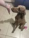 Standard Poodle Puppies for sale in Bradenton, Florida. price: $2,000