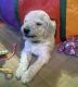 Standard Poodle Puppies for sale in St. Clair Shores, Michigan. price: $1,400