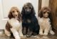Standard Poodle Puppies for sale in Paris, Tennessee. price: $350