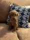 Standard Poodle Puppies for sale in La Verne, California. price: $2,500
