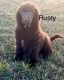 Standard Poodle Puppies for sale in Grand Ridge, FL 32442, USA. price: $750