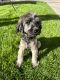 Standard Poodle Puppies for sale in Chandler, Arizona. price: $700