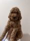 Standard Poodle Puppies