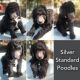 Standard Poodle Puppies for sale in Loxton, South Australia. price: $2,500