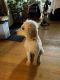 Standard Poodle Puppies for sale in Hubbard Lake, Michigan. price: $400